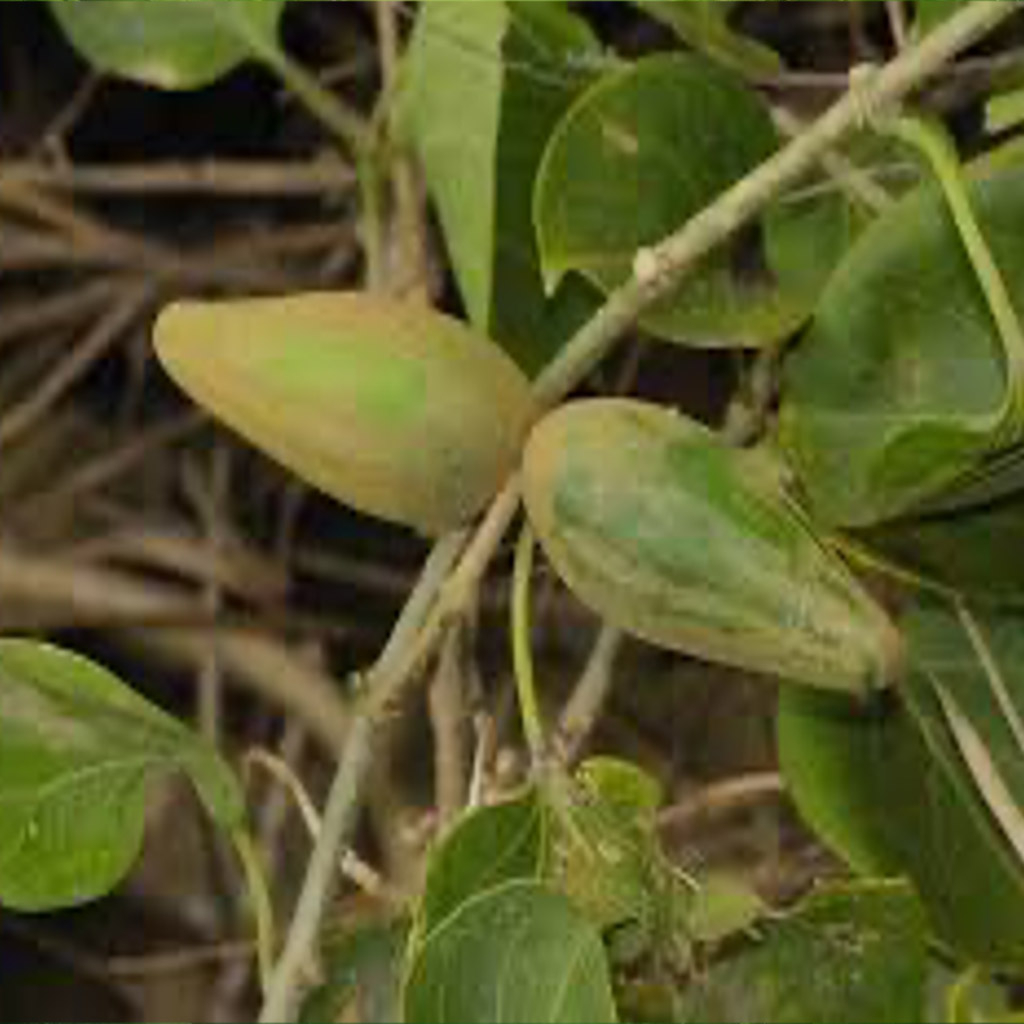 กระทุงหมาบ้า